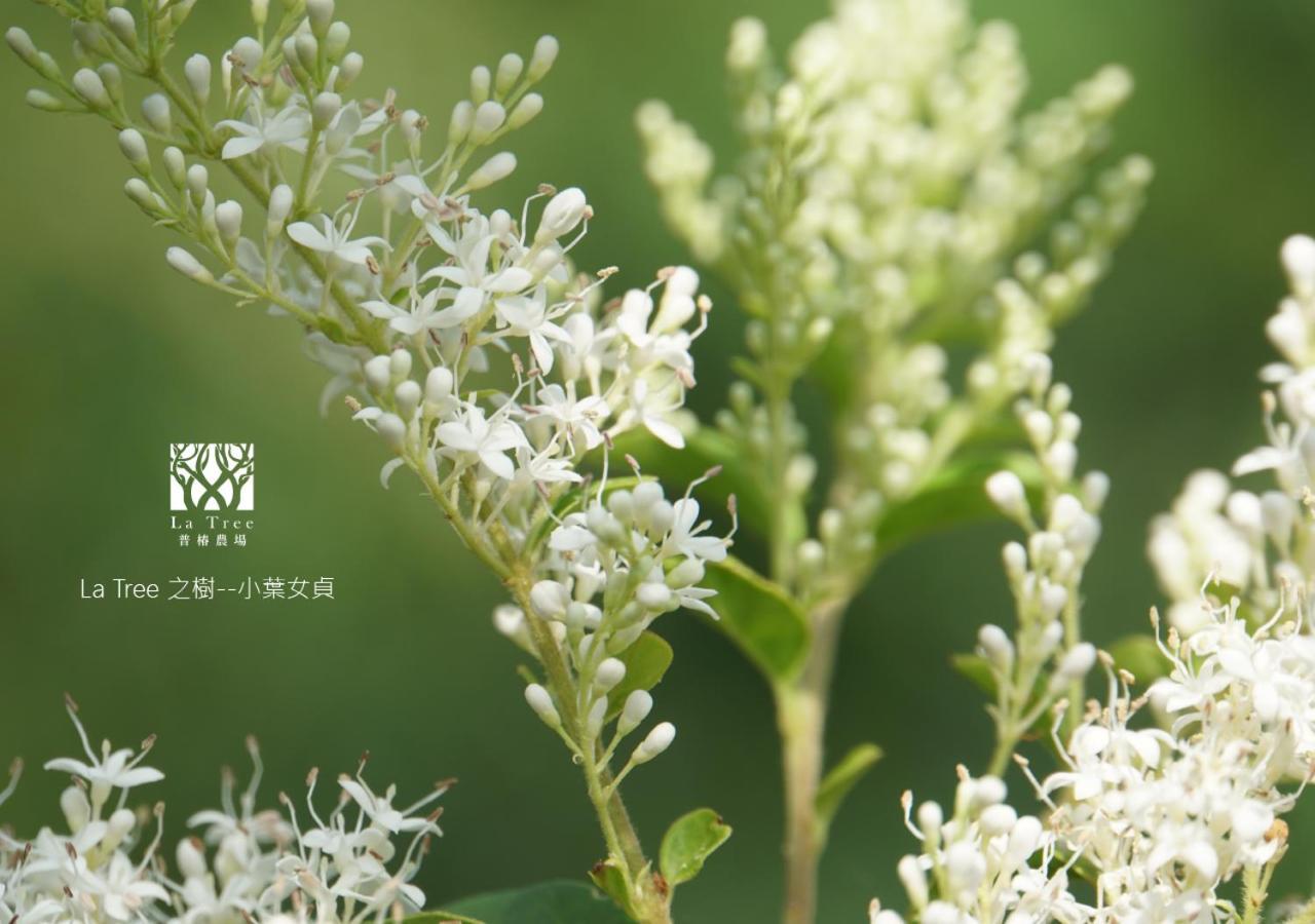 Ferienwohnung La Tree 普椿農場木子莊園 Donghe Exterior foto