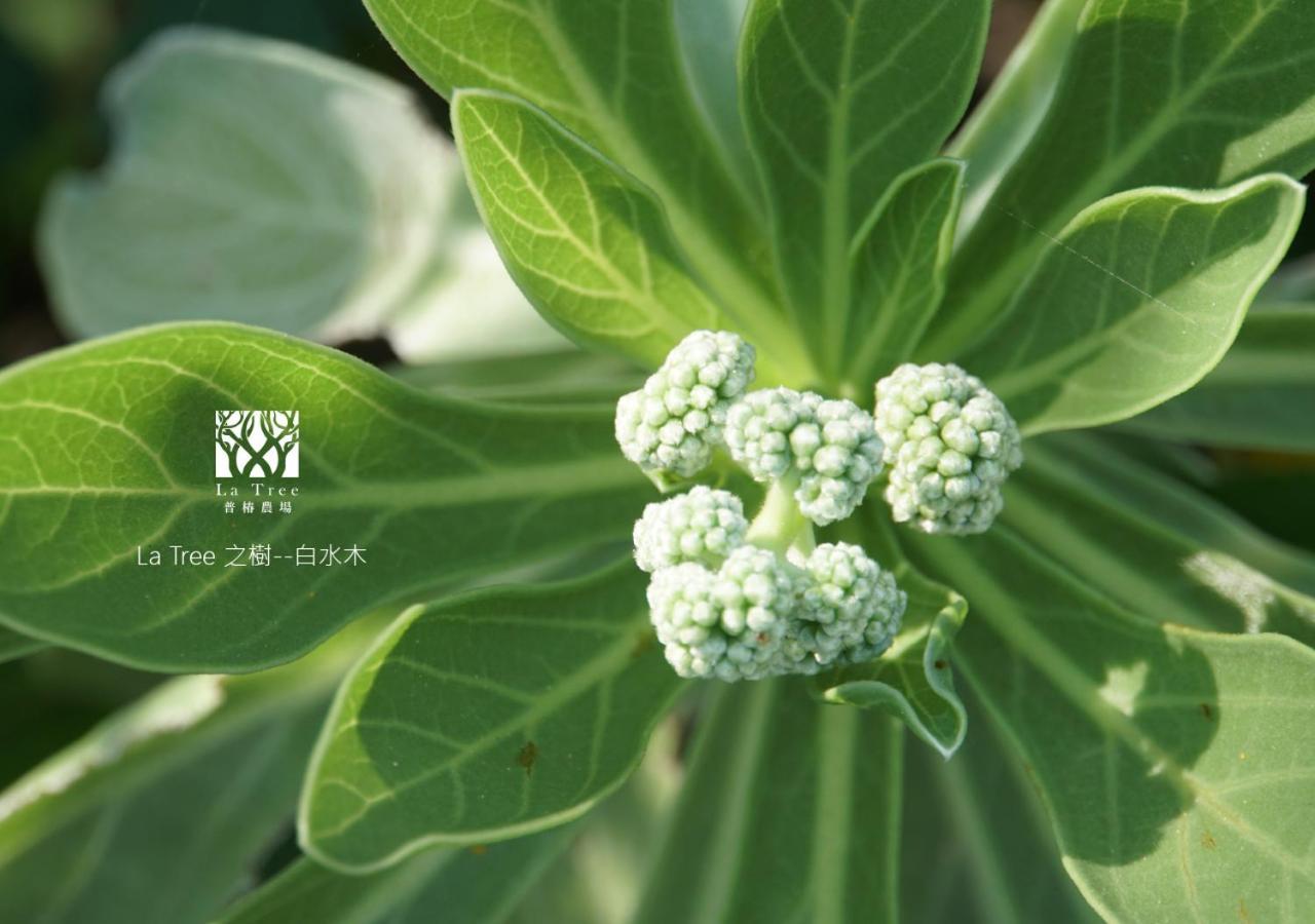 Ferienwohnung La Tree 普椿農場木子莊園 Donghe Exterior foto